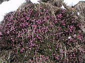 Salita con ciaspole da Valcanale al Rif. Alpe Corte e al Passo Branchino su neve fresca e...faticosa il 30 aprile 09 - FOTOGALLERY